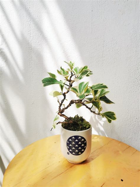 bonsai 意思